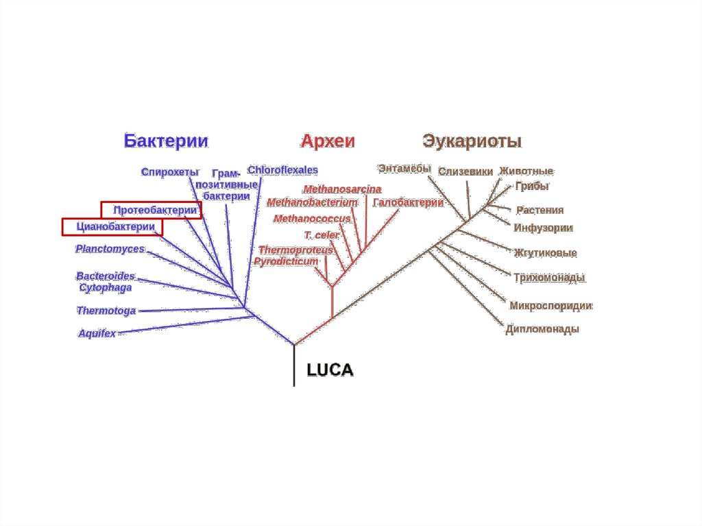 Бактерии. Археи. Эукариоты - online presentation