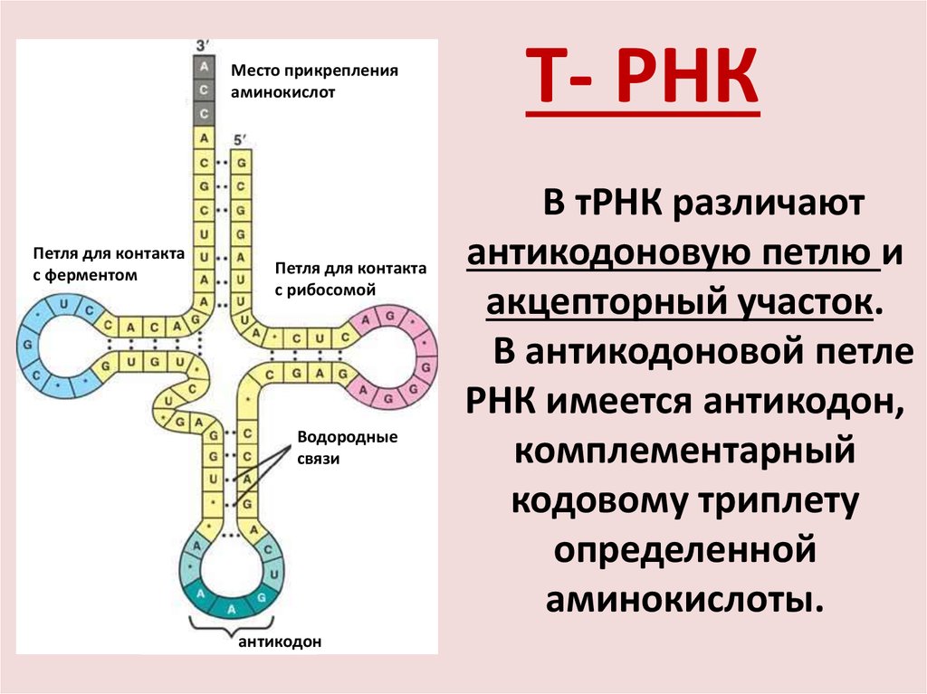 Молекула информационной рнк. ТРНК строение петли. Строение молекулы транспортной РНК. Структура транспортной РНК. Структура ТРНК.