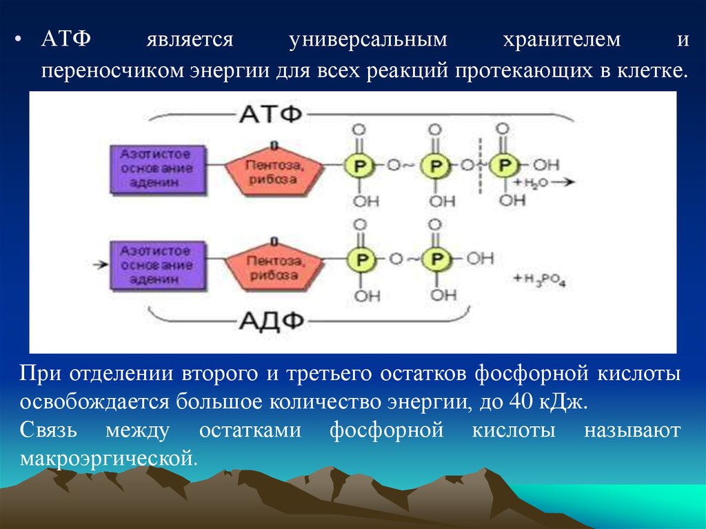Входит в состав атф элемент. Энергия АТФ необходима для протекания реакций. Химическая энергия это АТФ. Универсальный источник энергии в организме.