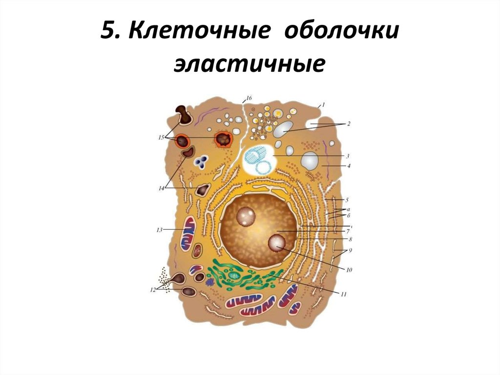 Эукариотических организмов имеется. Клетка животных. Животная клетка. Эукариотическая клетка. Оболочка эукариотической клетки.