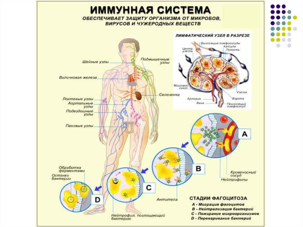 Выработка организмом органа. Схема иммунной системы организма человека. Иммунная система в теле человека схема. Схема выработки иммунитета человека. Органы иммунной системы человека лимфатический узел.