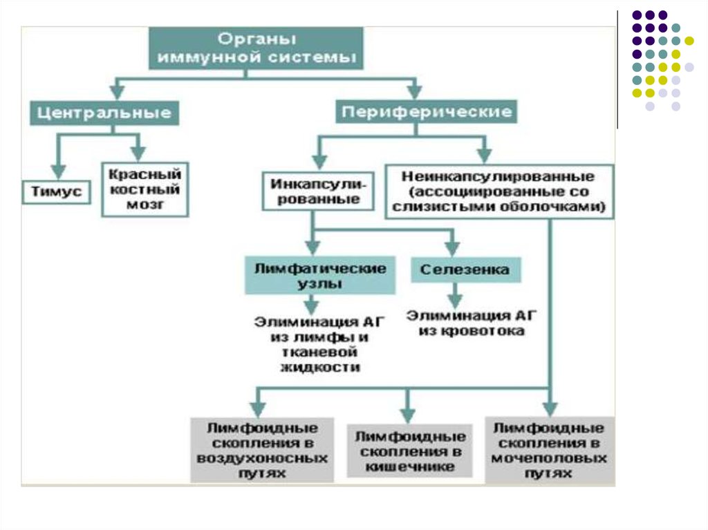 Центральные органы. Составьте схему органы иммунной системы. Классификация периферических органов иммунной системы. Составьте таблицу органы иммунной системы. Классификация органов иммунной системы схема.