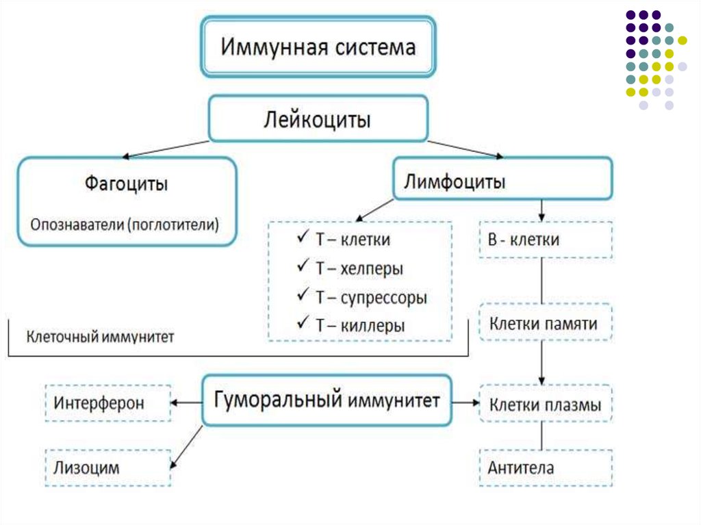 Фагоциты и лимфоциты. Функциональная анатомия иммунной системы. Клетки иммунной системы хелперы , супрессоры. Иммунокомпетентные клетки фагоциты и. Система лейкоцитов.