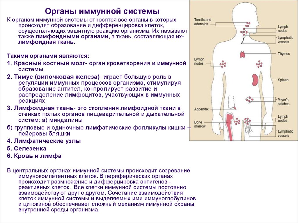 Функции лимфоидная ткань в иммунной системе. Функции органов кроветворения и иммунной системы. Схема организация иммунной системы.
