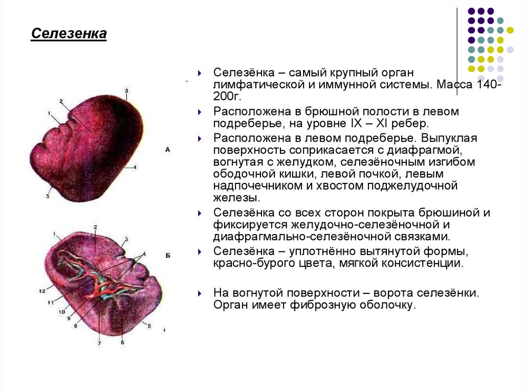 Система селезенки. Строение селезенки внутренне и внешнее. Селезенка строение и функции анатомия. Внутренне строение селезенки. Селезенка лимфоидный орган.