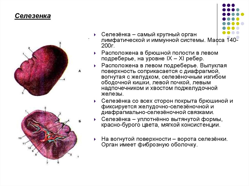 Масса селезенки