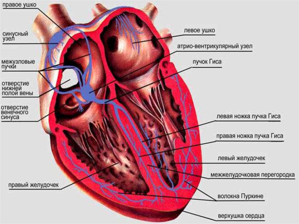 Физиология сердца схема