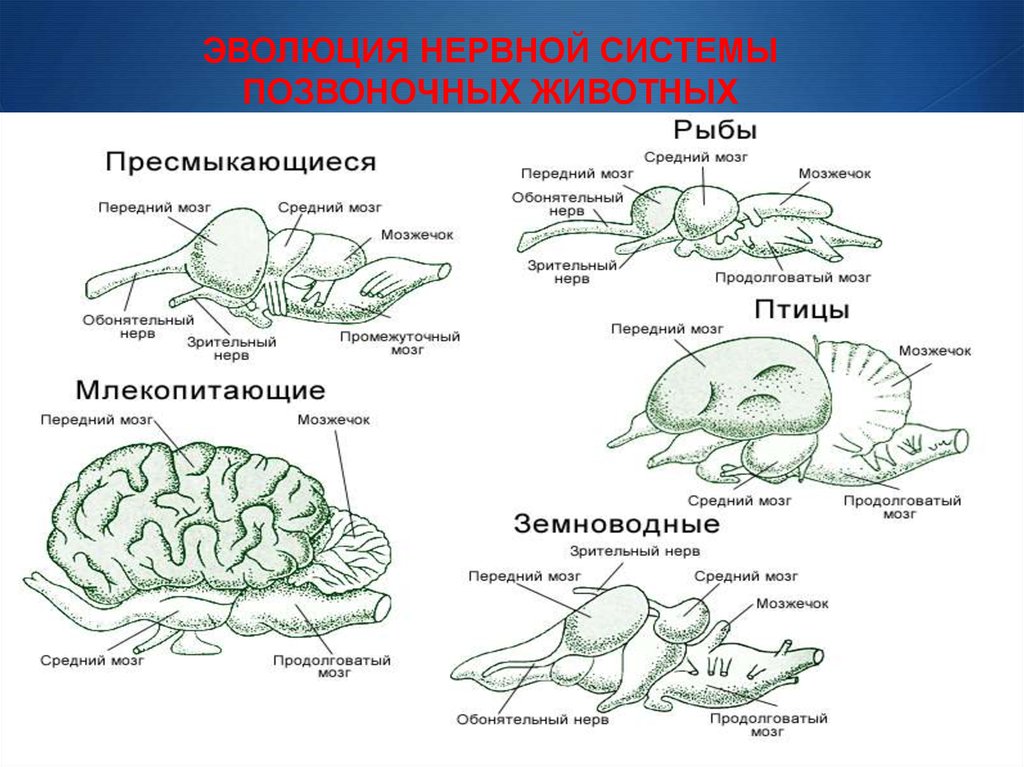 Наиболее развитые отделы головного мозга у млекопитающих. Схема эволюции нервной системы у животных таблица. Эволюция систем органов нервной системы животных. Нервная система животных схема. Нервная система позвоночных животных.