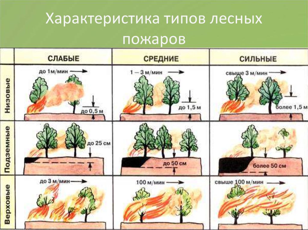 Дополните схему о видах природных пожаров