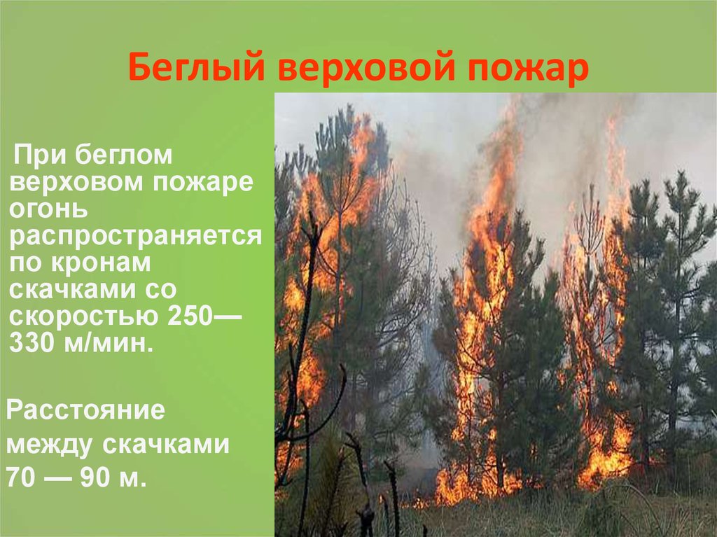 Лесной пожар относится к биологически опасным явлениям. Беглый верховой пожар. Верховой беглый Лесной пожар. Верховой пожар скорость. Верховой пожар в лесу.