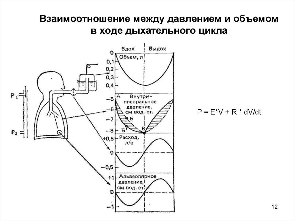 Продолжительность дыхания. Дыхательный цикл. Фазы дыхательного цикла. Дыхательный цикл физиология. Дыхательный цикл давление.