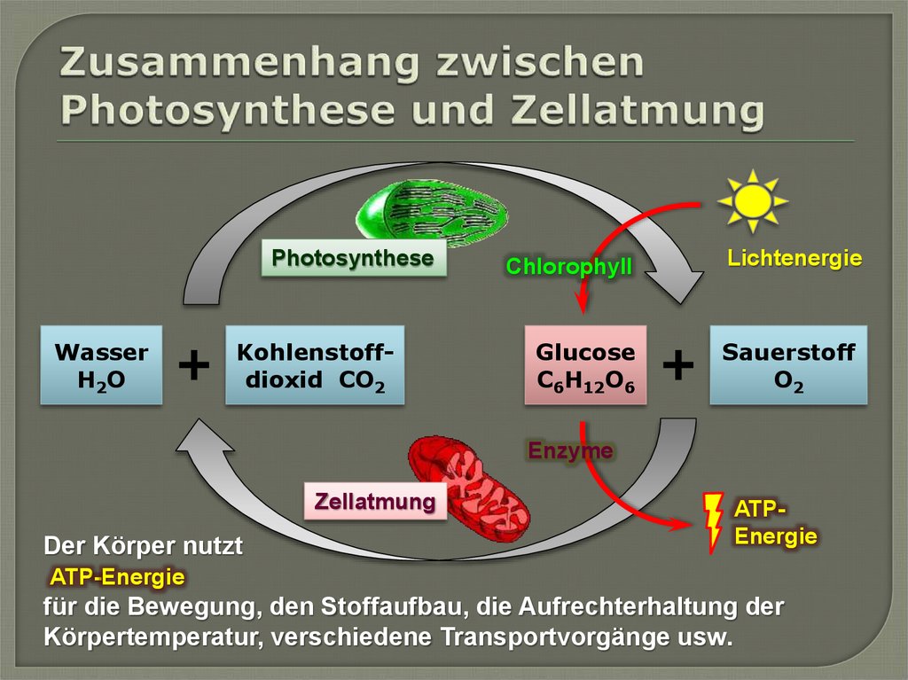 Chloroplasten, Mitochondrien, Zytoskelett Und Zellwand - Online ...