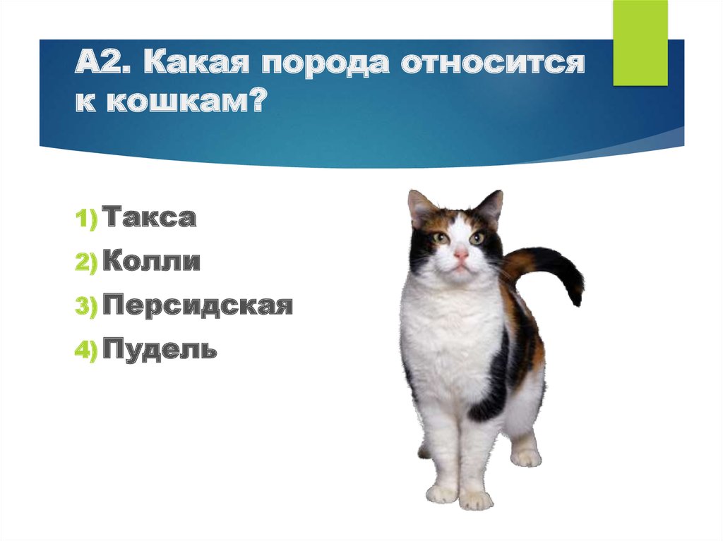 Кошки относятся