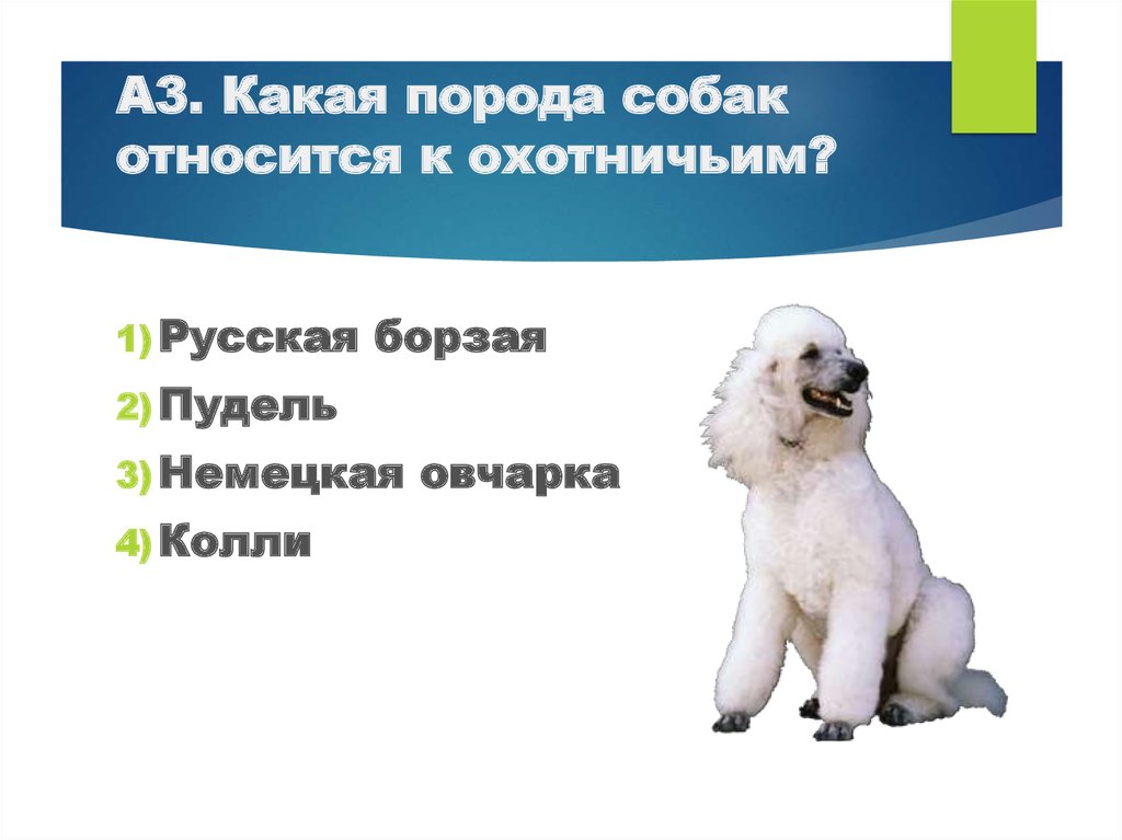 Породы собак 2 класс окружающий. Каккакая порода собак относится к охотничьим. К охотничьим собакам относятся. Какая собака относится к охотничьим русская борзая немецкая пудель. Овчарка относится к охотничьим собакам.