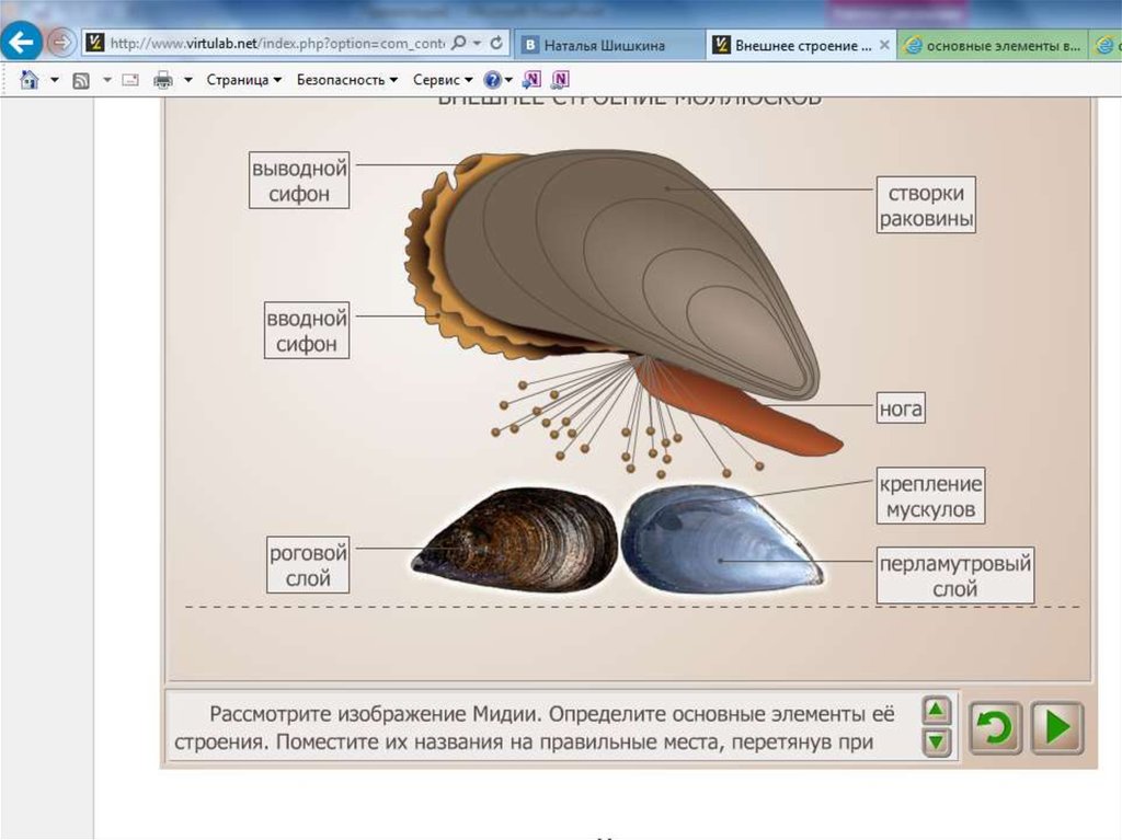 Строение мидии рисунок