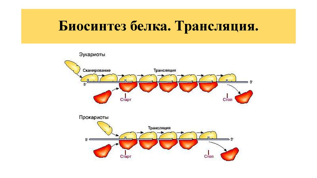 Трансляция белка схема