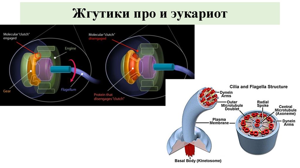 Реснички и жгутики эукариот