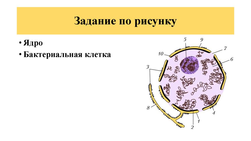 Клетки бактерий имеют ядро. Строение ядра бактериальной клетки. Ядро бактерии. Клеточное ядро бактерий. Задание по бактериальной клетка рисунком.