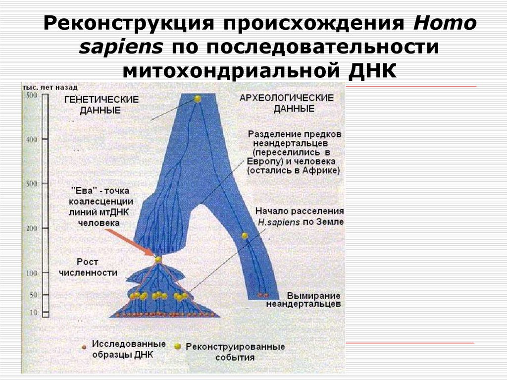 Митохондриальная ева и y хромосомный адам презентация