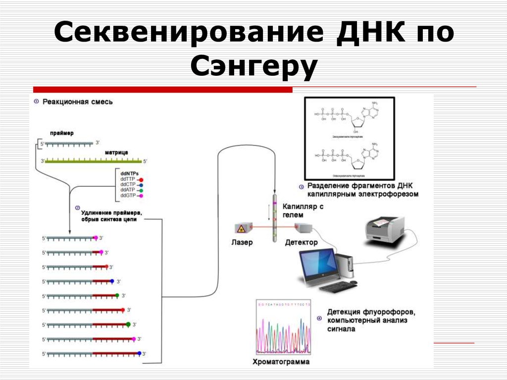 Секвенирования по сэнгеру. Секвенирование ДНК по Сэнгеру. Секвенирование по методу Сенгера. Секвенирование по Сэнгеру методика. Секвенирование по Сэнгеру этапы кратко.