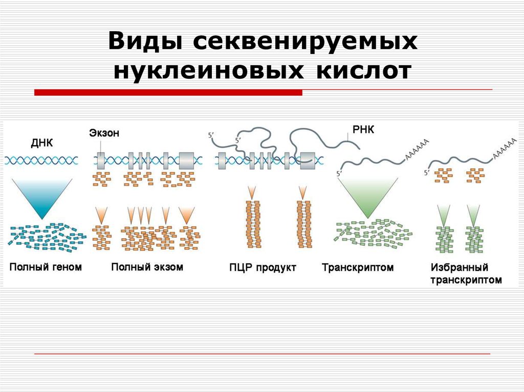 Секвенирование нуклеотидов. Секвенирование ДНК этапы. Схема химического секвенирования ДНК. Этапы ферментативного метода секвенирования ДНК. Секвенирование нуклеиновых кислот.