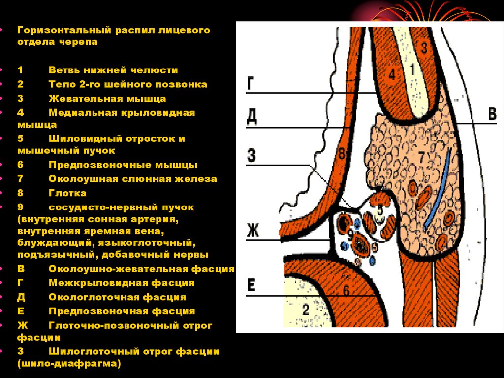 Клетчаточные пространства головы рисунок