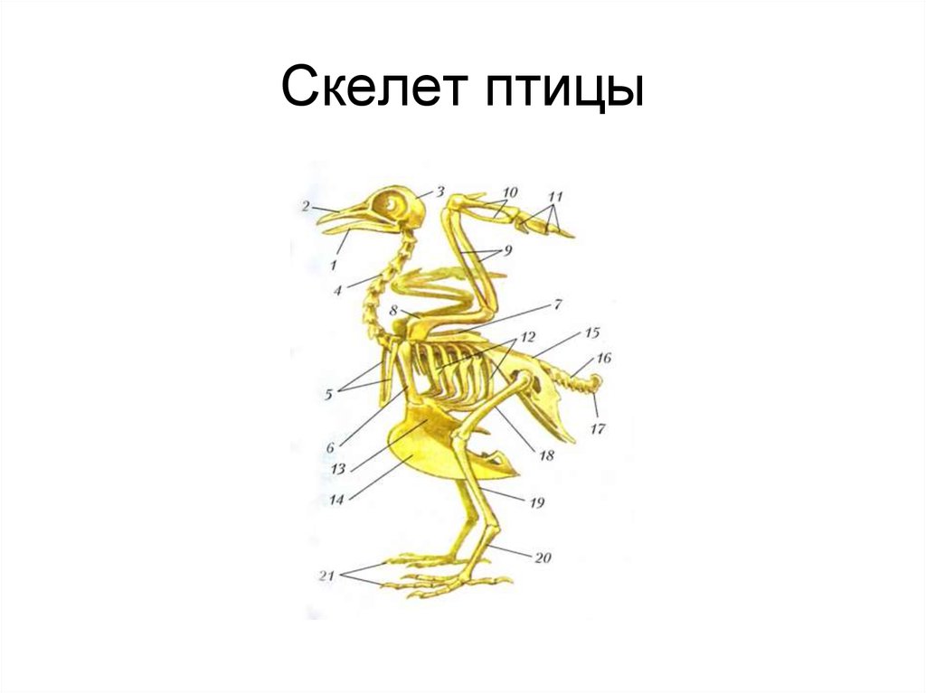 Скелет птицы схема