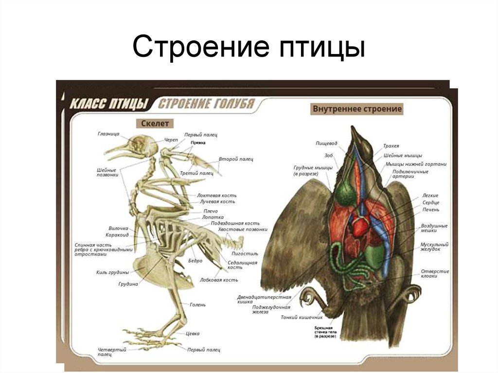 Рисунок внешнее строение. Биология 7 класс внутреннее строение птиц скелет. Внутреннее строение голубя скелет. Биология 7 класс внешнее строение и скелет птицы. Скелет птицы и внутреннее строение птицы.