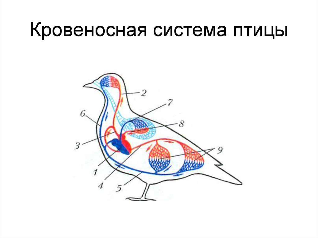 Кровеносная система птицы