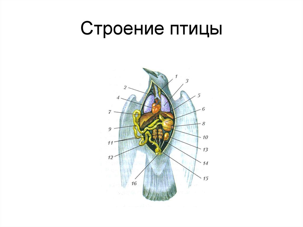 Рисунок строение 7. Строение внутренних органов птицы. Внутреннее строение птиц. Внутреннее строение птицы схема. Внутренне строение птицы.