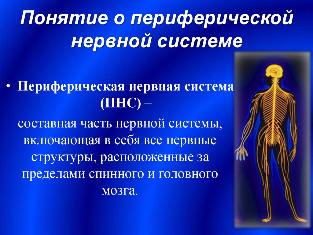 Органы периферической нервной системы человека
