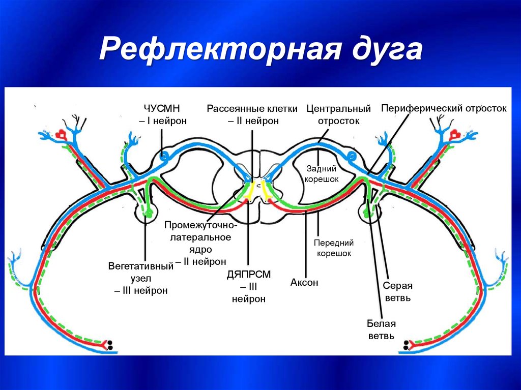 Строение рефлекса. Строение рефлекторной дуги. Строение нейрона. 3 Нейронная рефлекторная дуга. Строение нейрона рефлекторная дуга. Строение рефлекторной дуги анатомия.