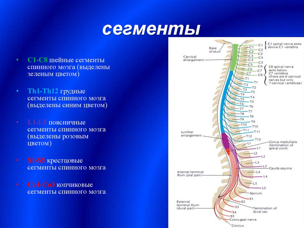 Функции шейного отдела. Сегменты th1-th12 позвонка. Сегменты l1-l2 спинного мозга. Д1 сегмент спинного мозга. Функции шейных сегментов спинного мозга.