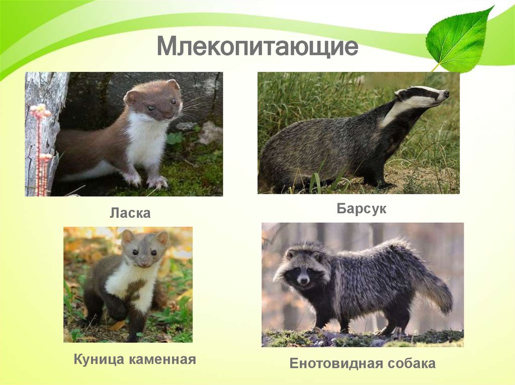 Барсук и куница. Млекопитающие Крыма. Крупные млекопитающие Крыма. Ласка млекопитающее. Барсук млекопитающее.