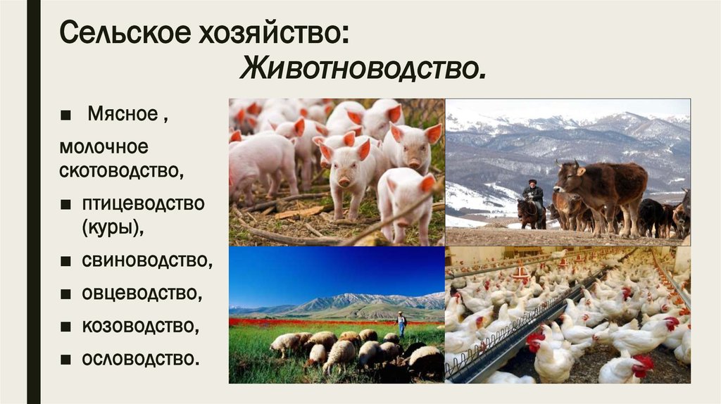 Отрасли животноводства северного кавказа. Сельское хозяйство животноводство. Сельское хозяйство мясное животноводство. Молочно мясное скотоводство. Скотоводство и Птицеводство.