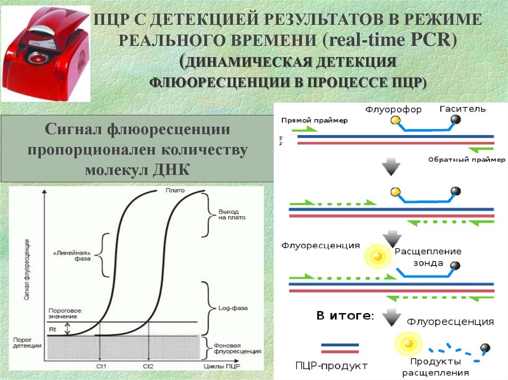 Пцр в реальном времени картинка