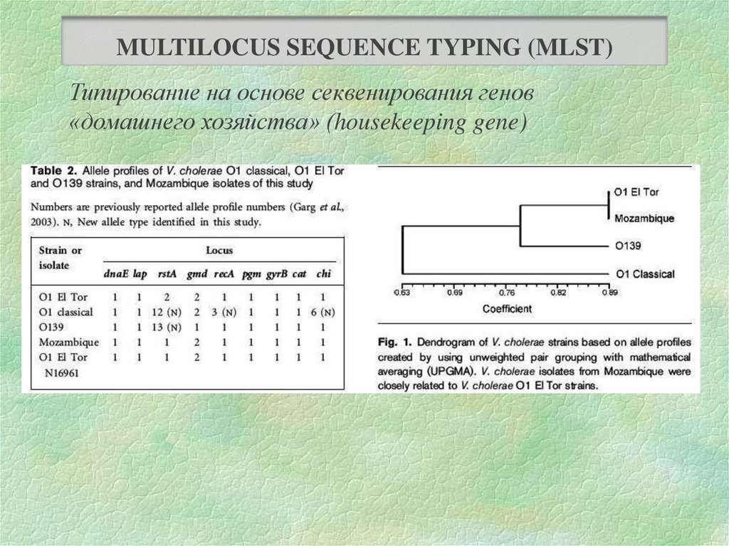 Typing sequence. Мультилокусное Сиквенс типирование. Примеры генов домашнего хозяйства. Гены домашнего хозяйства. Гены хаускипинг.