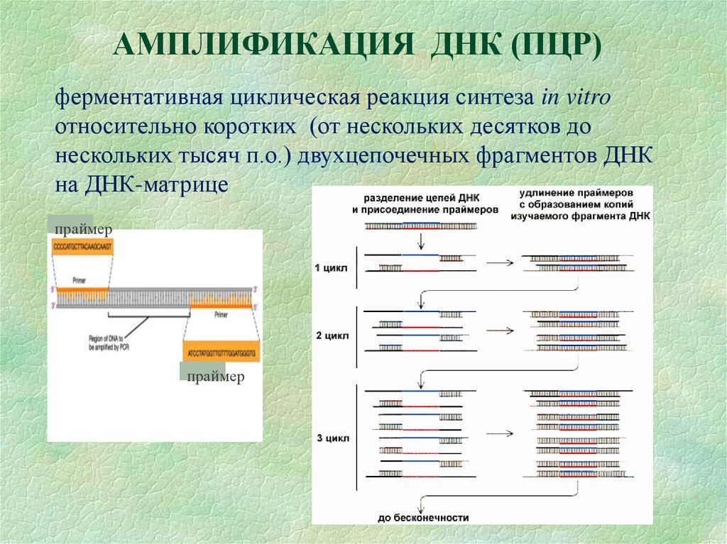 Пцр днк. Амплификация ДНК. Амплификация ПЦР. ПЦР молекулярная биология. Принцип амплификации.