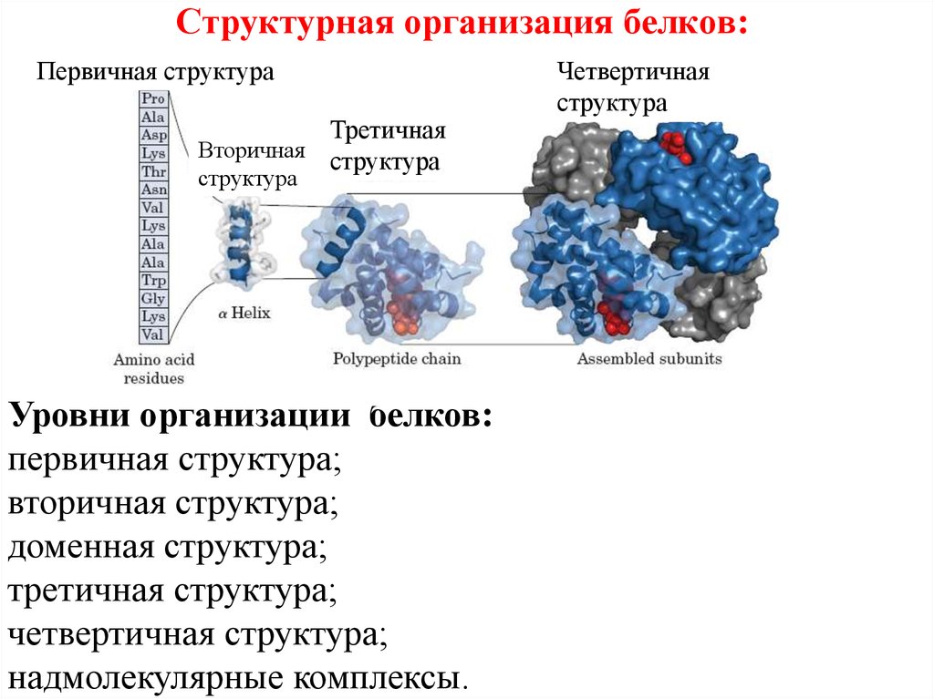 Первичный уровень структурной организации белковой молекулы. Уровень организации первичной структуры белка. Уровни организации белков это биохимия.