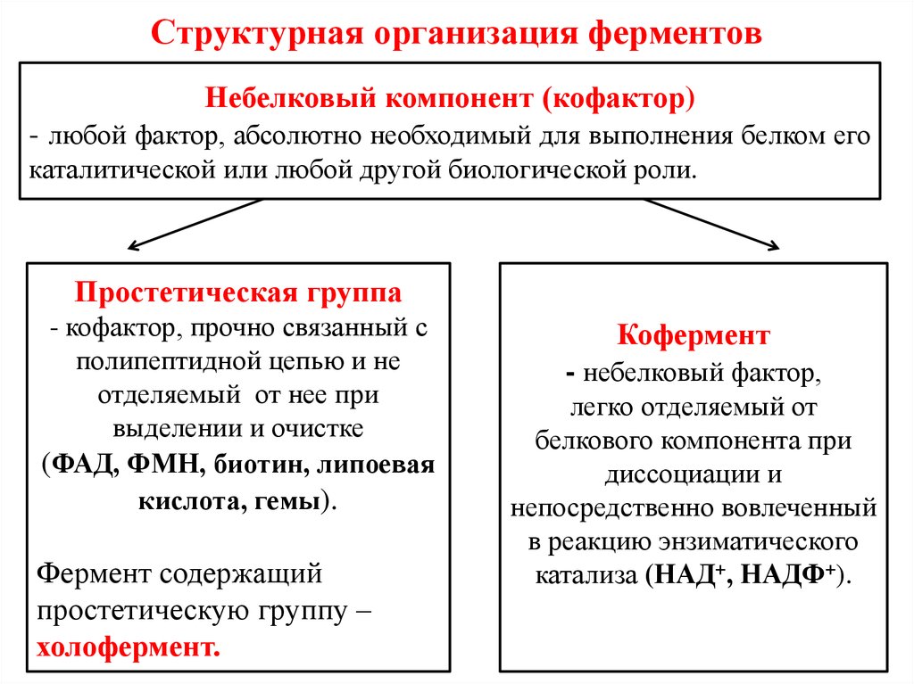 Абсолютно необходимый. Коферменты и простетические группы. Структурно-функциональная организация ферментов. Уровни организации ферментов. Структурная организация ферментов.