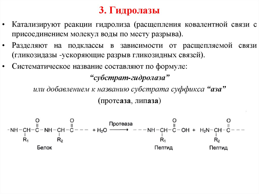 Какие вещества образуются при гидролизе белков. Примеры гидролазы ферментов реакции. Гидролазы Тип реакции. Гидролазы примеры ферментов. Гидролазы катализируют реакции.