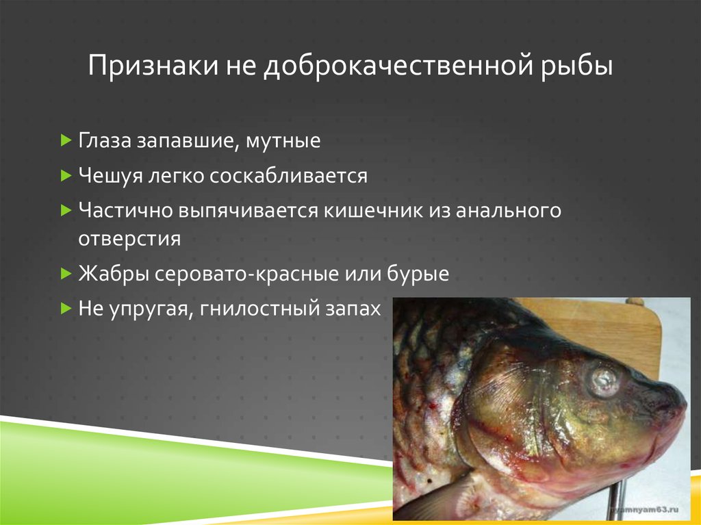 Вкус и запах рыбы. Признаки качества рыбы. Признаки доброкачественной рыбы. Признаки доброкачественности рыбы. Признаки определения доброкачественности рыбы.