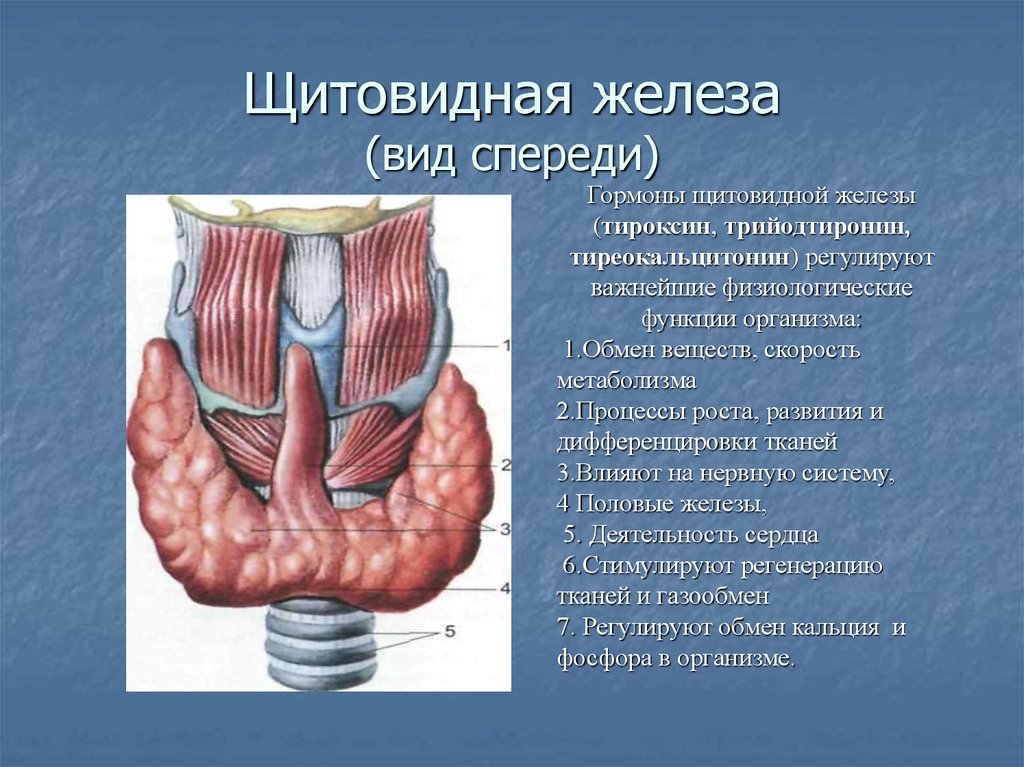 Нормальная щитовидная железа фото