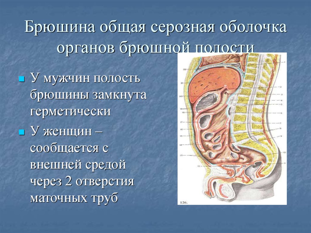 Сколько полостей. Спланхнология брюшина. Анатомия серозных полостей. Брюшина анатомия. Строение брюшины.