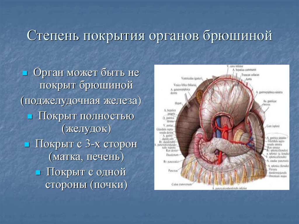 Прямая кишка отношение к брюшине