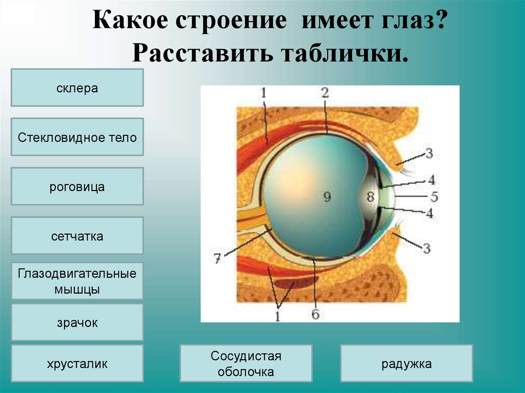 Орган зрения зрительный анализатор презентация 8 класс