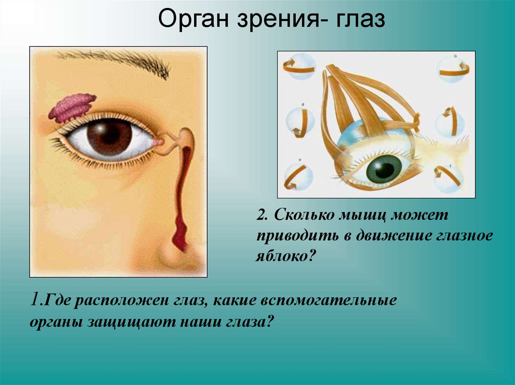 1.Где расположен глаз, какие вспомогательные органы защищают наши глаза?
