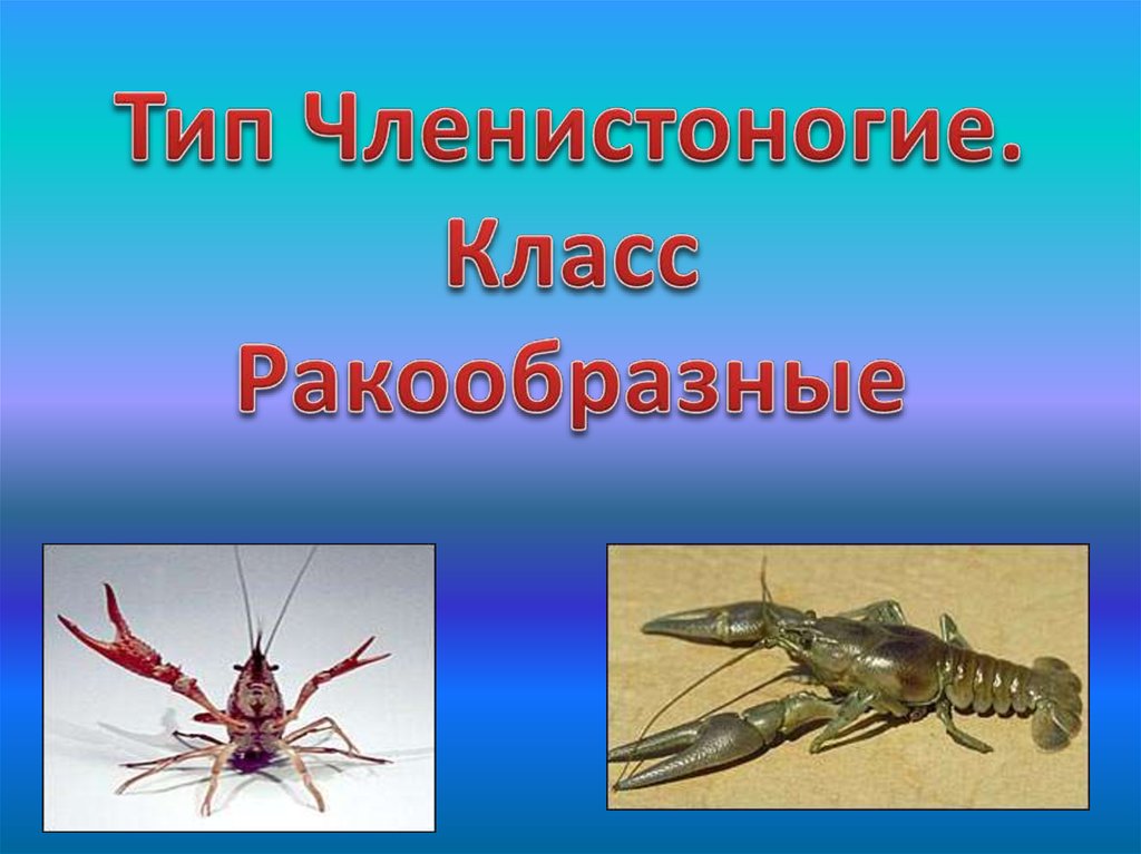 Членистоногие виды. Тип Членистоногие. Членистоногие класс ракообразные. Тип Членистоногие ракообразные. Членистоногие презентация.