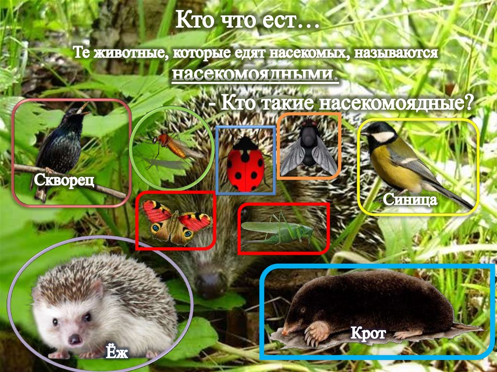 Кто что ест…