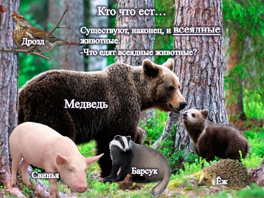 Кто что ест…